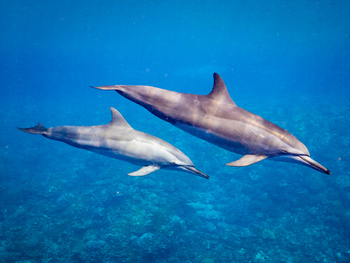 christmas island swell lodge photo tour example 18